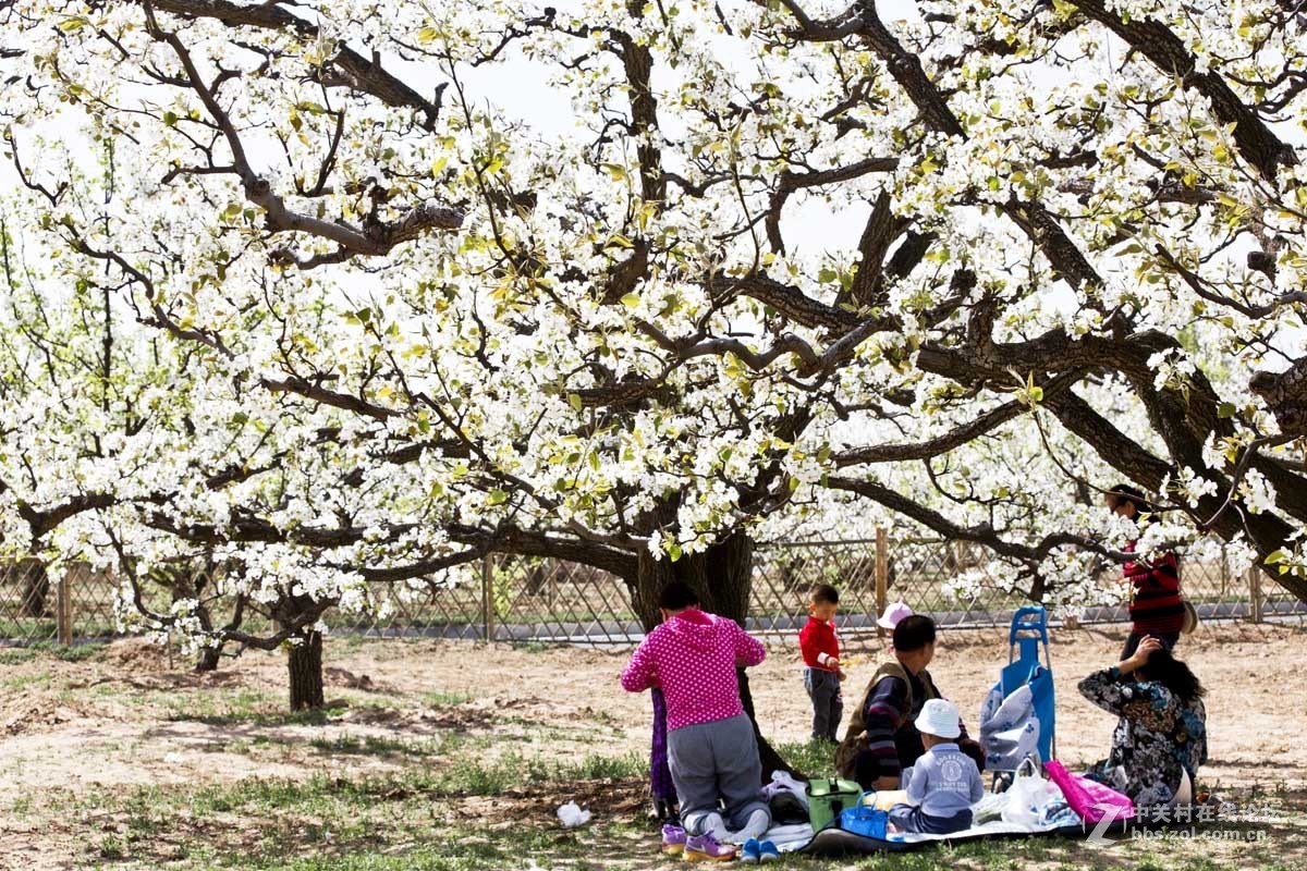 #ZOL月赛-四月物语#—又见梨花开
