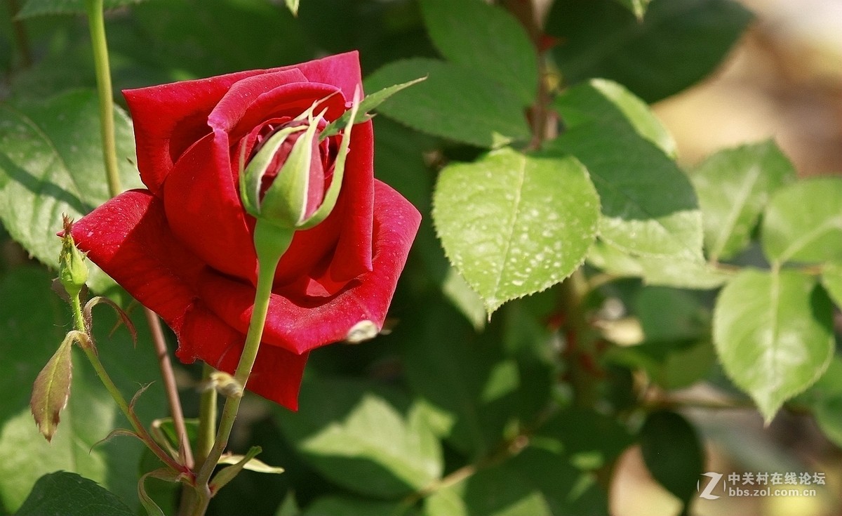 一组【火红月季】送上真诚祝贺，