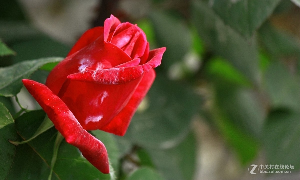 一组【火红月季】送上真诚祝贺，