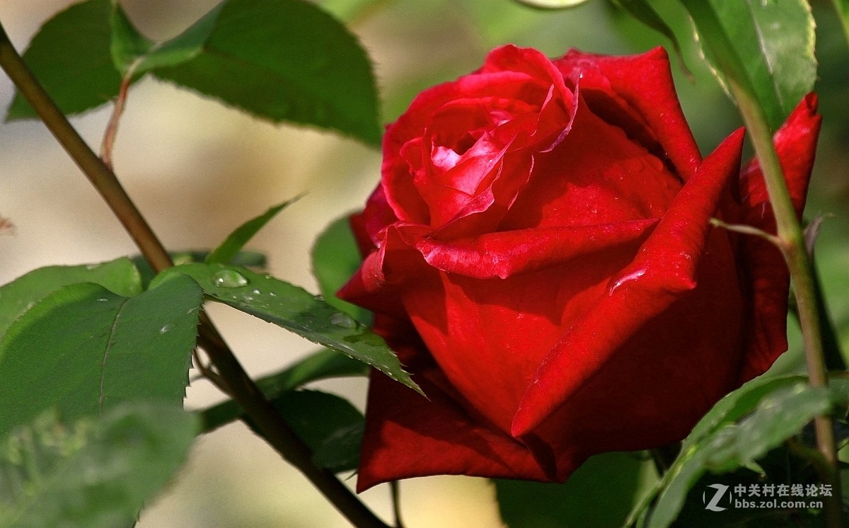 一组【火红月季】送上真诚祝贺，