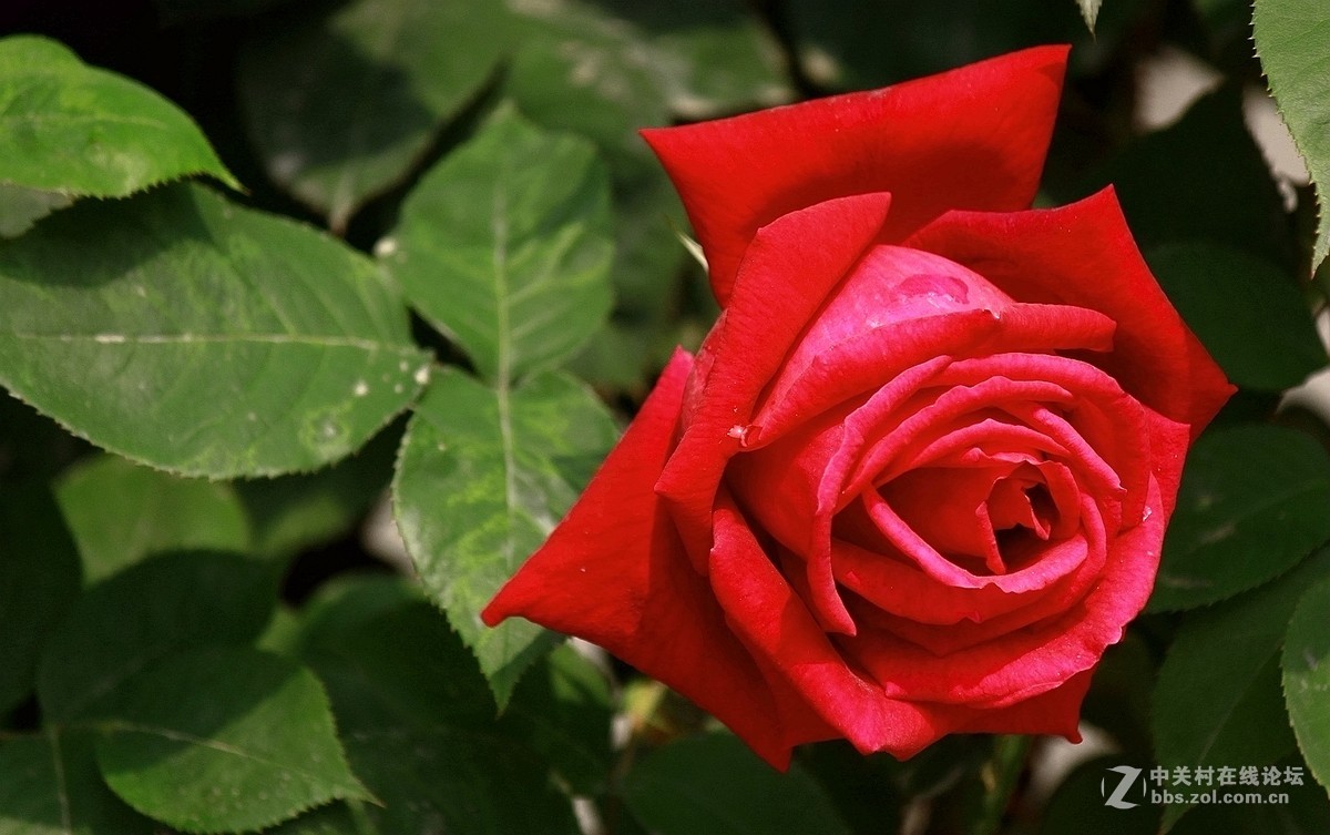 一组【火红月季】送上真诚祝贺，