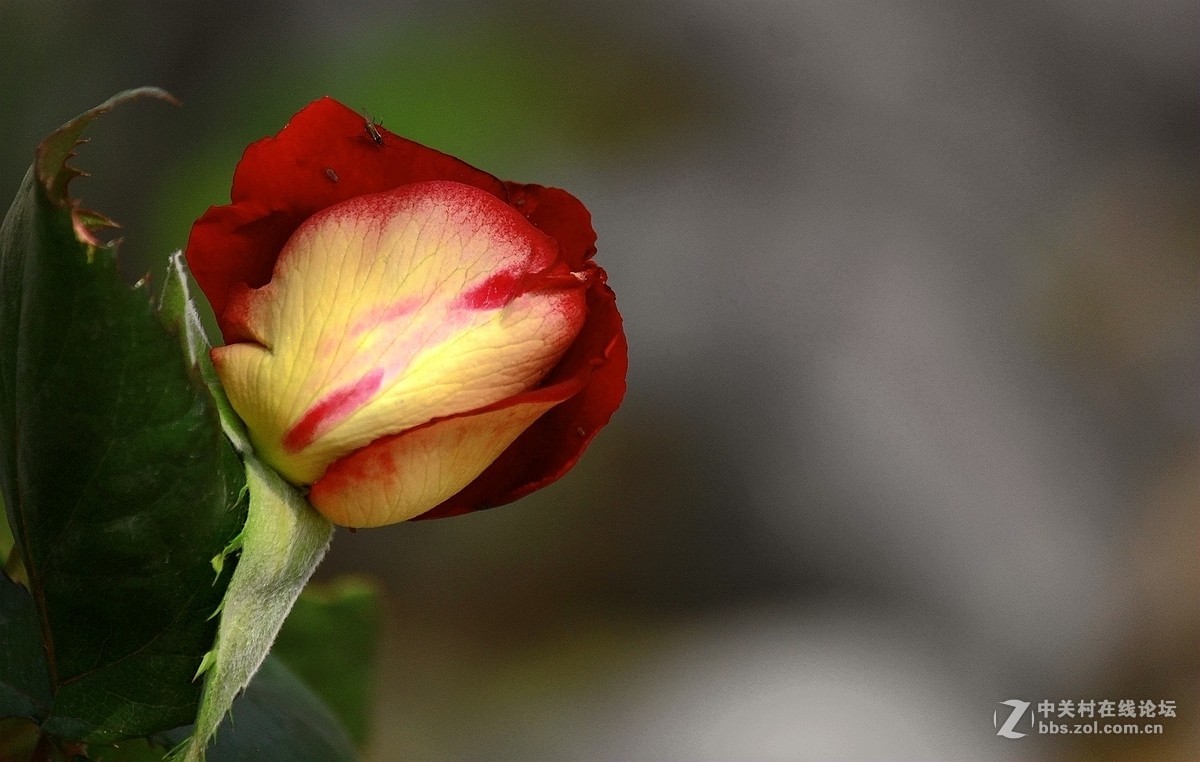 一组【火红月季】送上真诚祝贺，