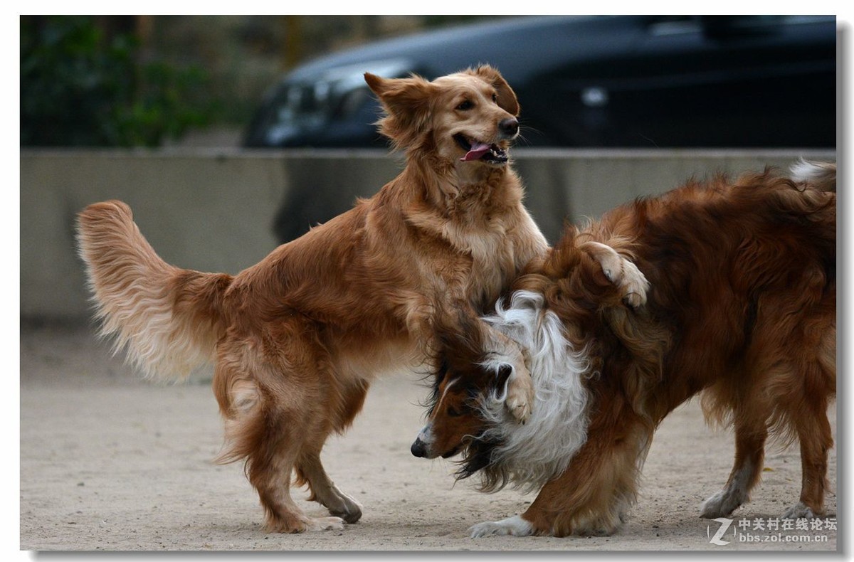 金毛大战牧羊犬
