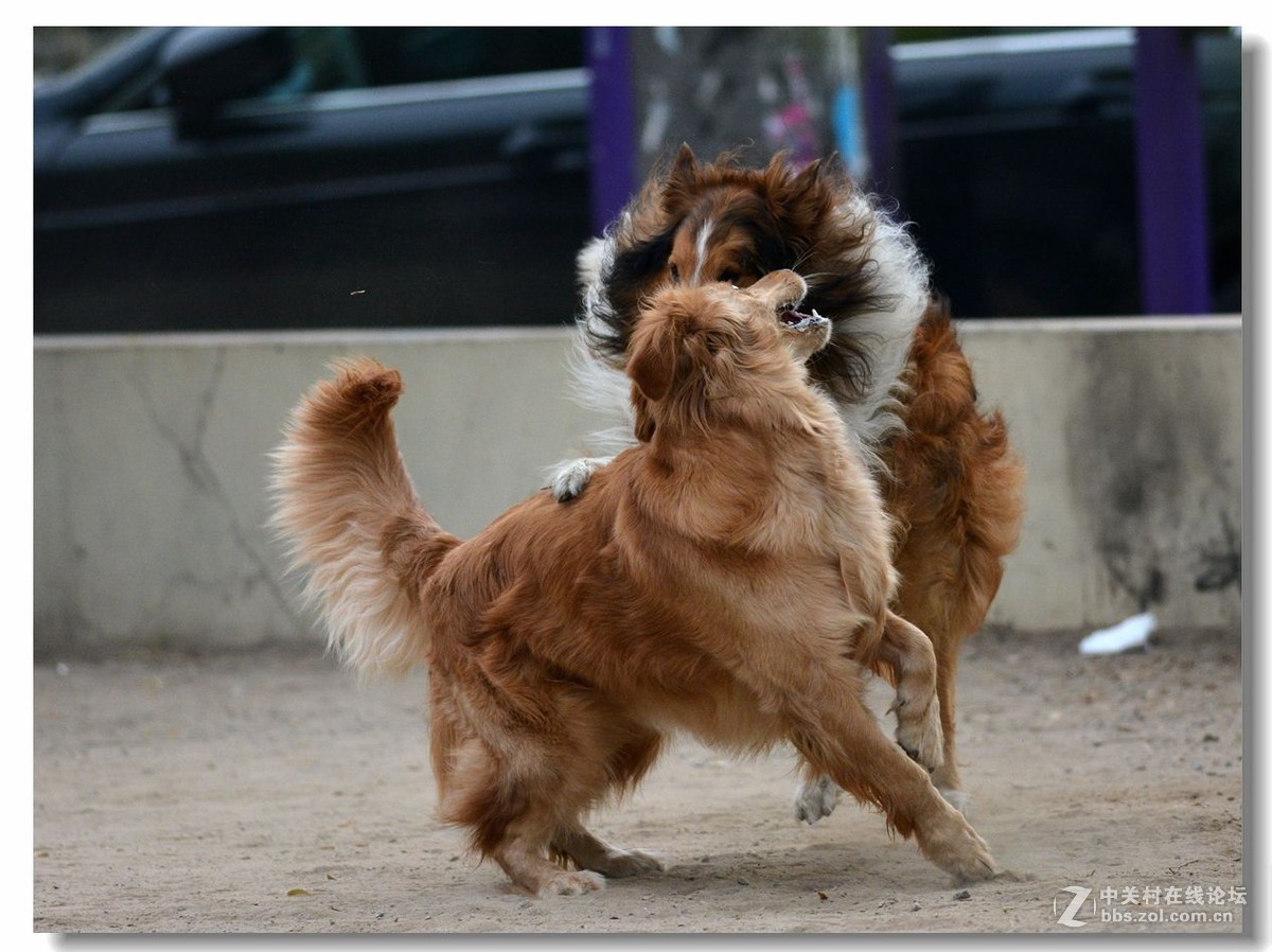 金毛大战牧羊犬