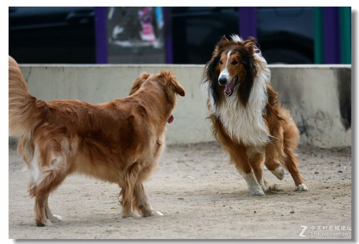 金毛大战牧羊犬