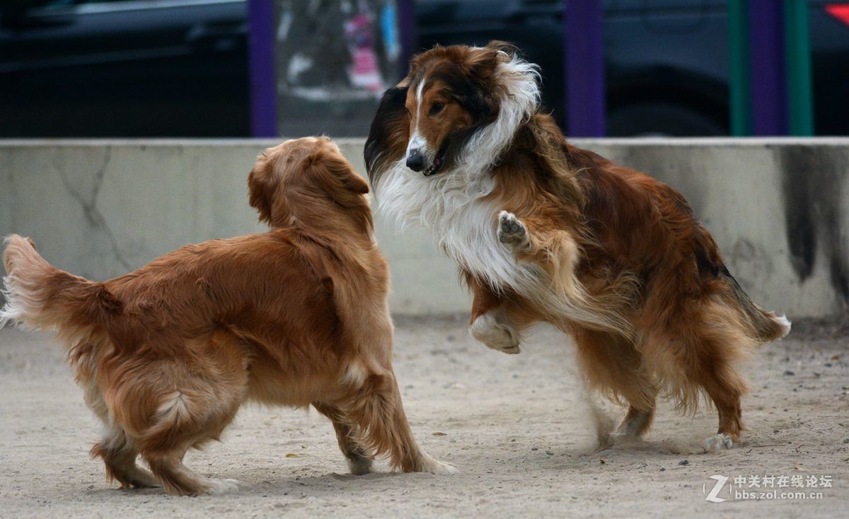 金毛大战牧羊犬