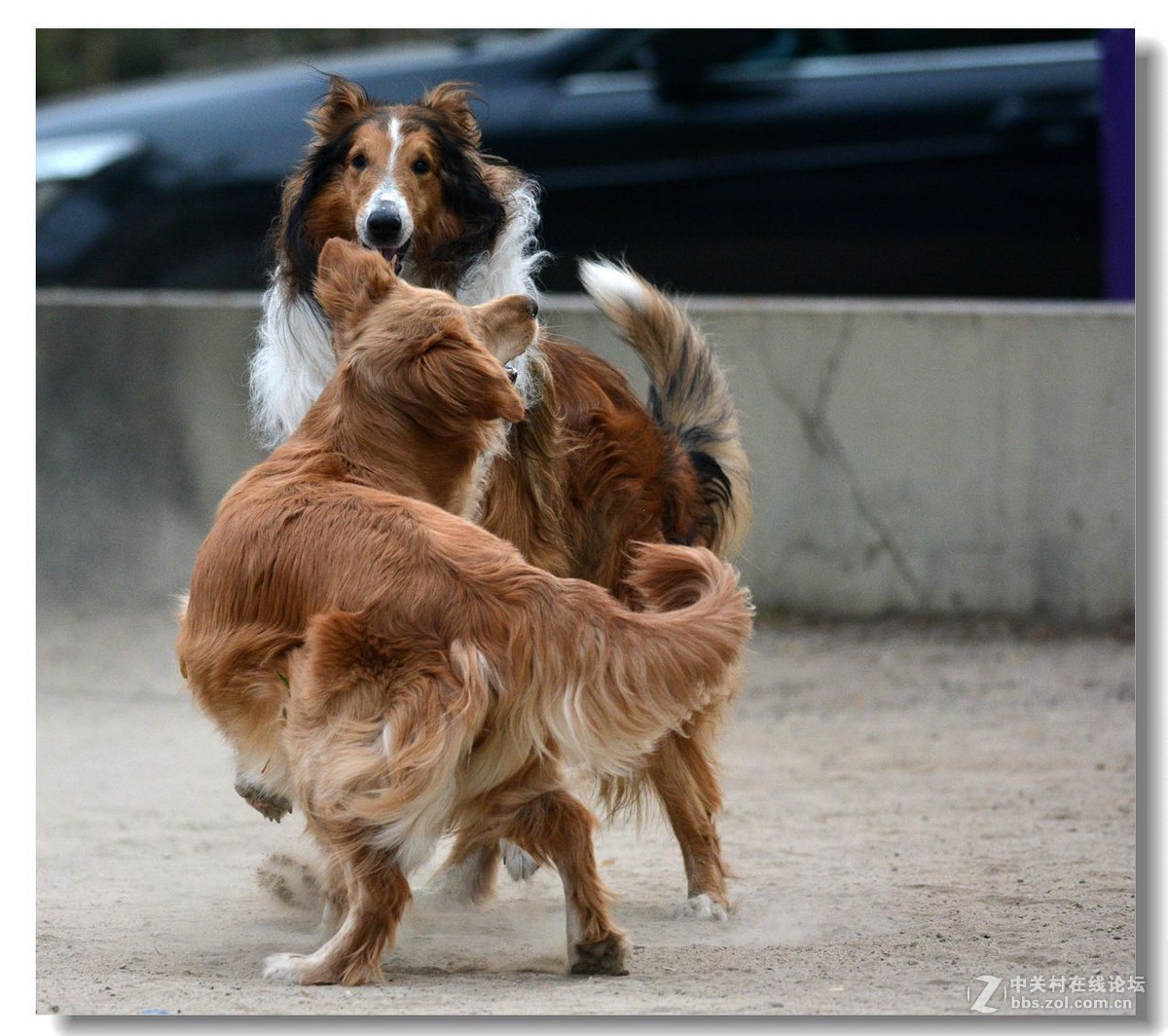 金毛大战牧羊犬