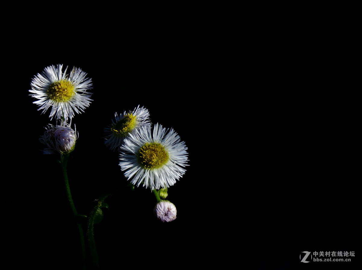 小 雏 菊