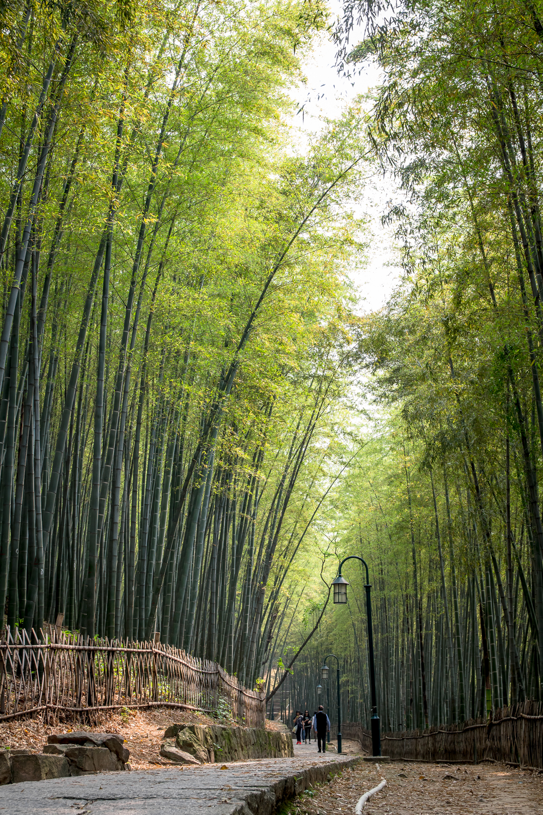 西湖竹林