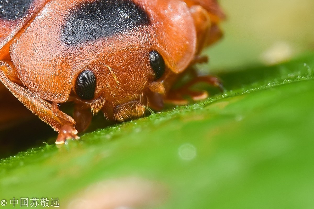 #版主坐堂# 2017年10月份微距星空(中国)优秀作品汇编