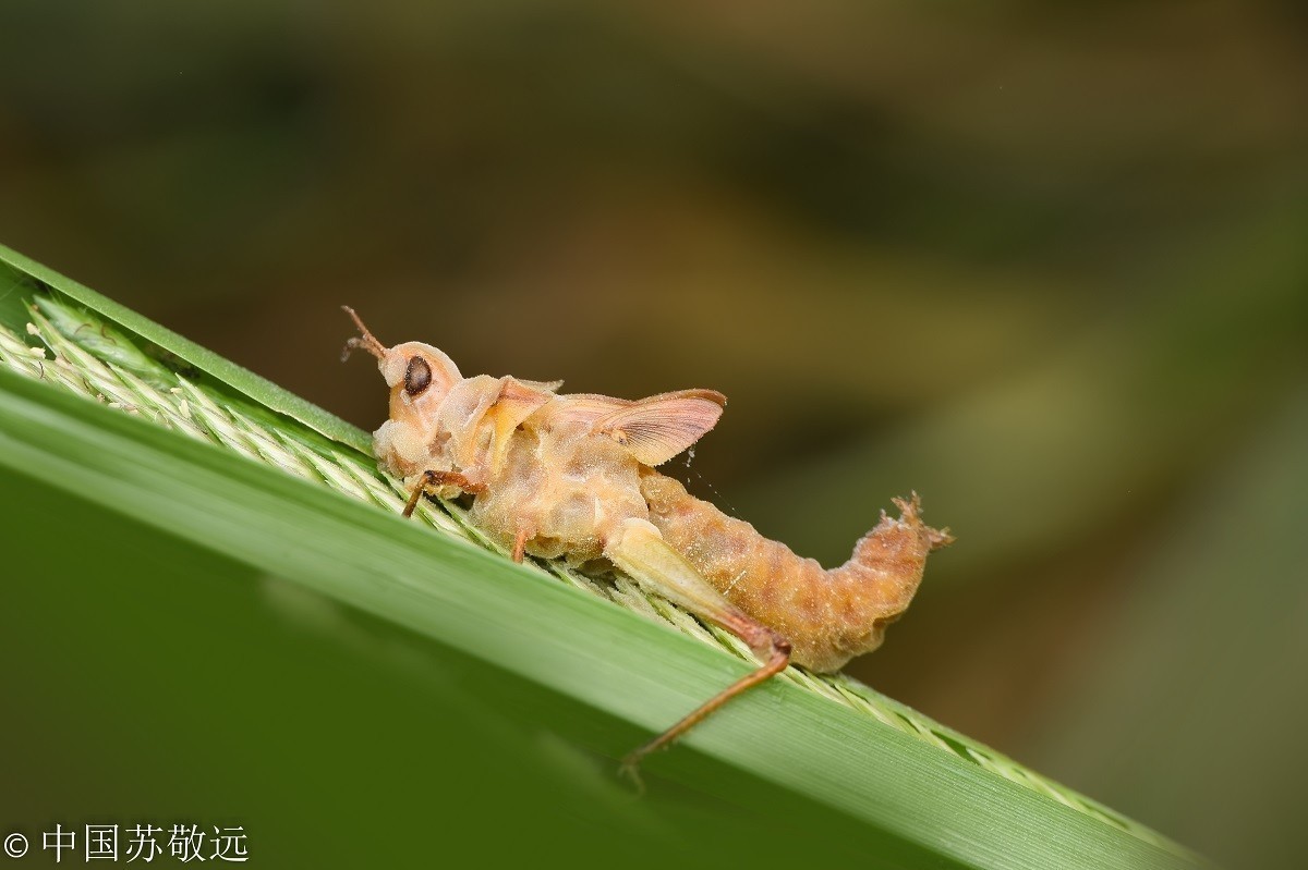 #版主坐堂# 2017年10月份微距星空(中国)优秀作品汇编
