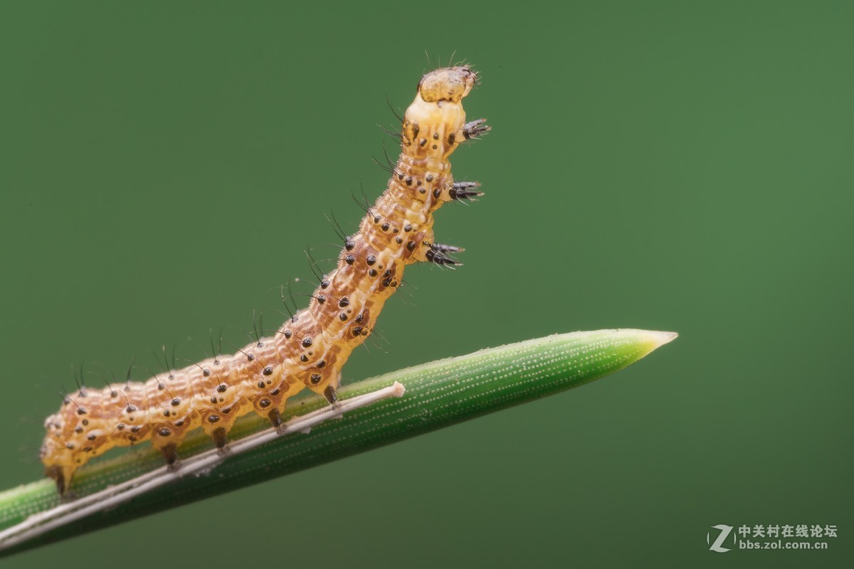 #版主坐堂# 2017年10月份微距星空(中国)优秀作品汇编