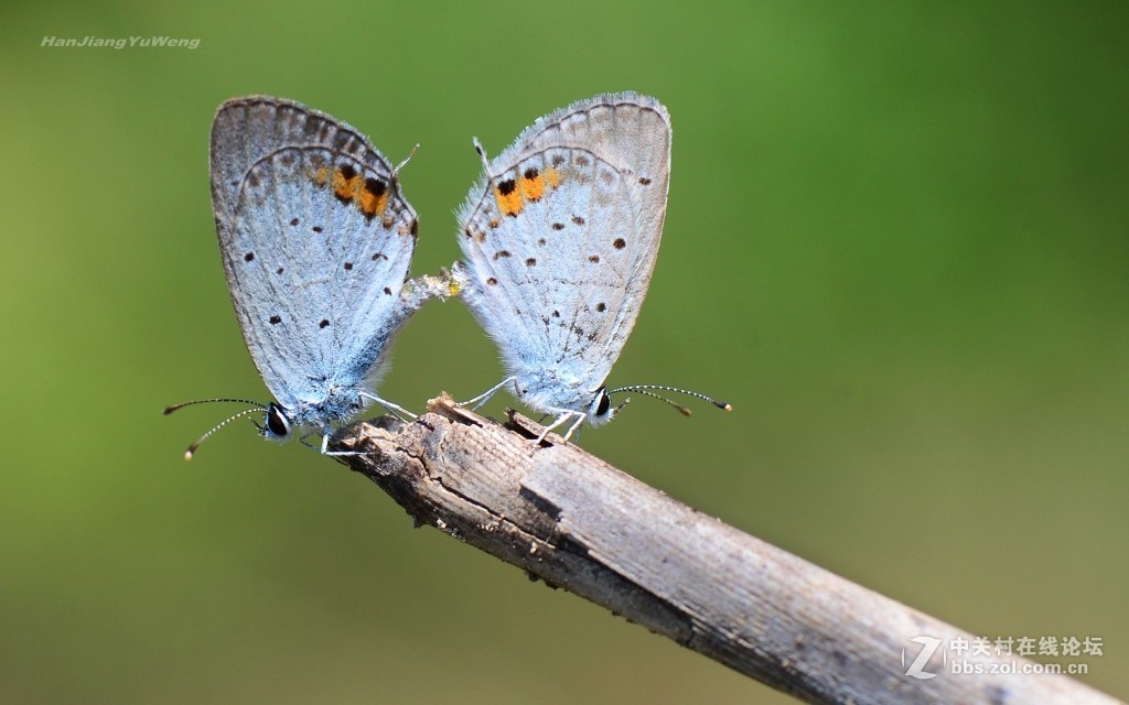 #版主坐堂# 2017年10月份微距星空(中国)优秀作品汇编