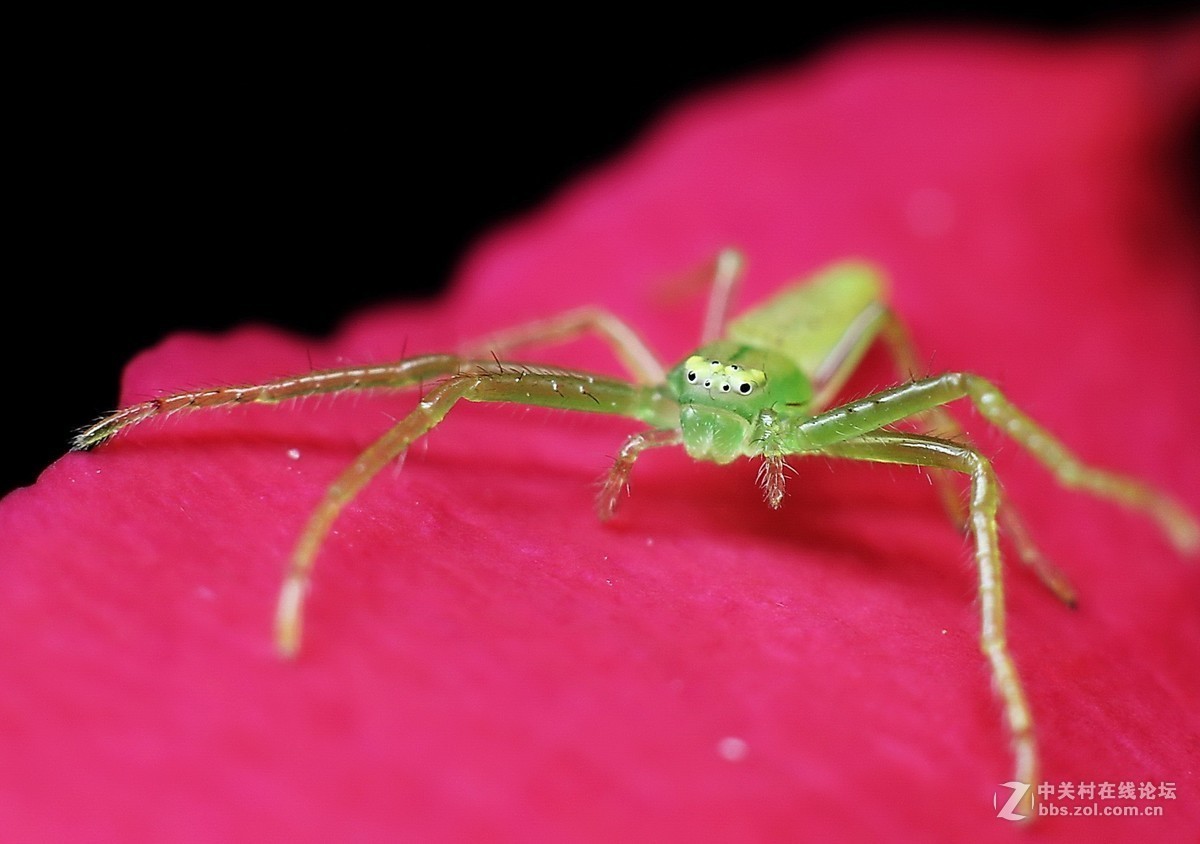 #版主坐堂# 2017年10月份微距星空(中国)优秀作品汇编