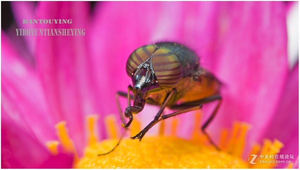 #版主坐堂# 2017年10月份微距星空(中国)优秀作品汇编