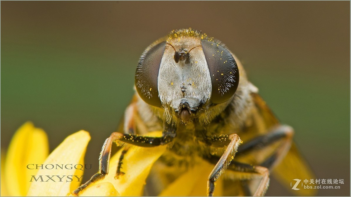 #版主坐堂# 2017年10月份微距星空(中国)优秀作品汇编