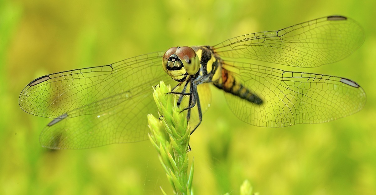 #版主坐堂# 2017年10月份微距星空(中国)优秀作品汇编