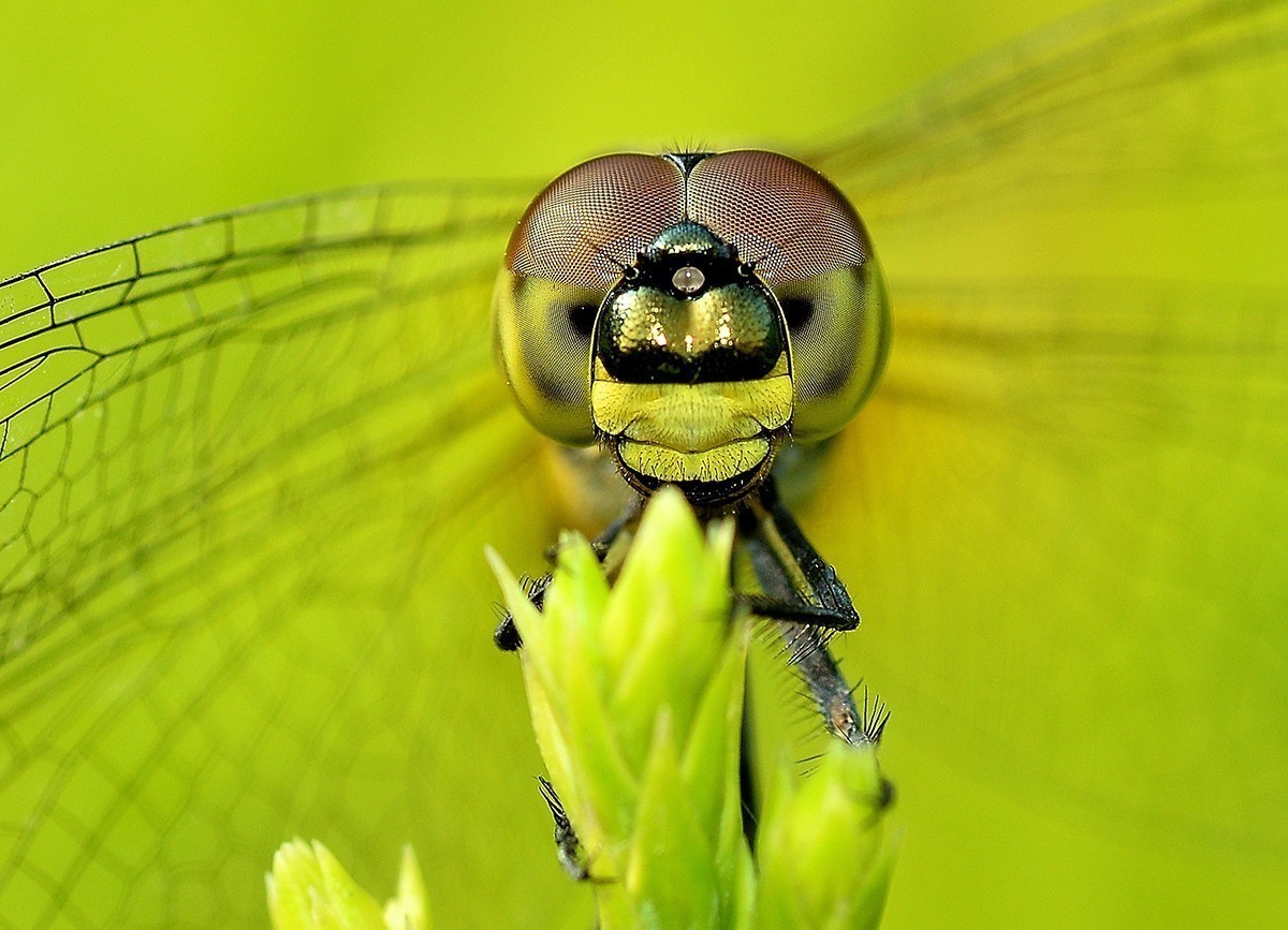 #版主坐堂# 2017年10月份微距星空(中国)优秀作品汇编