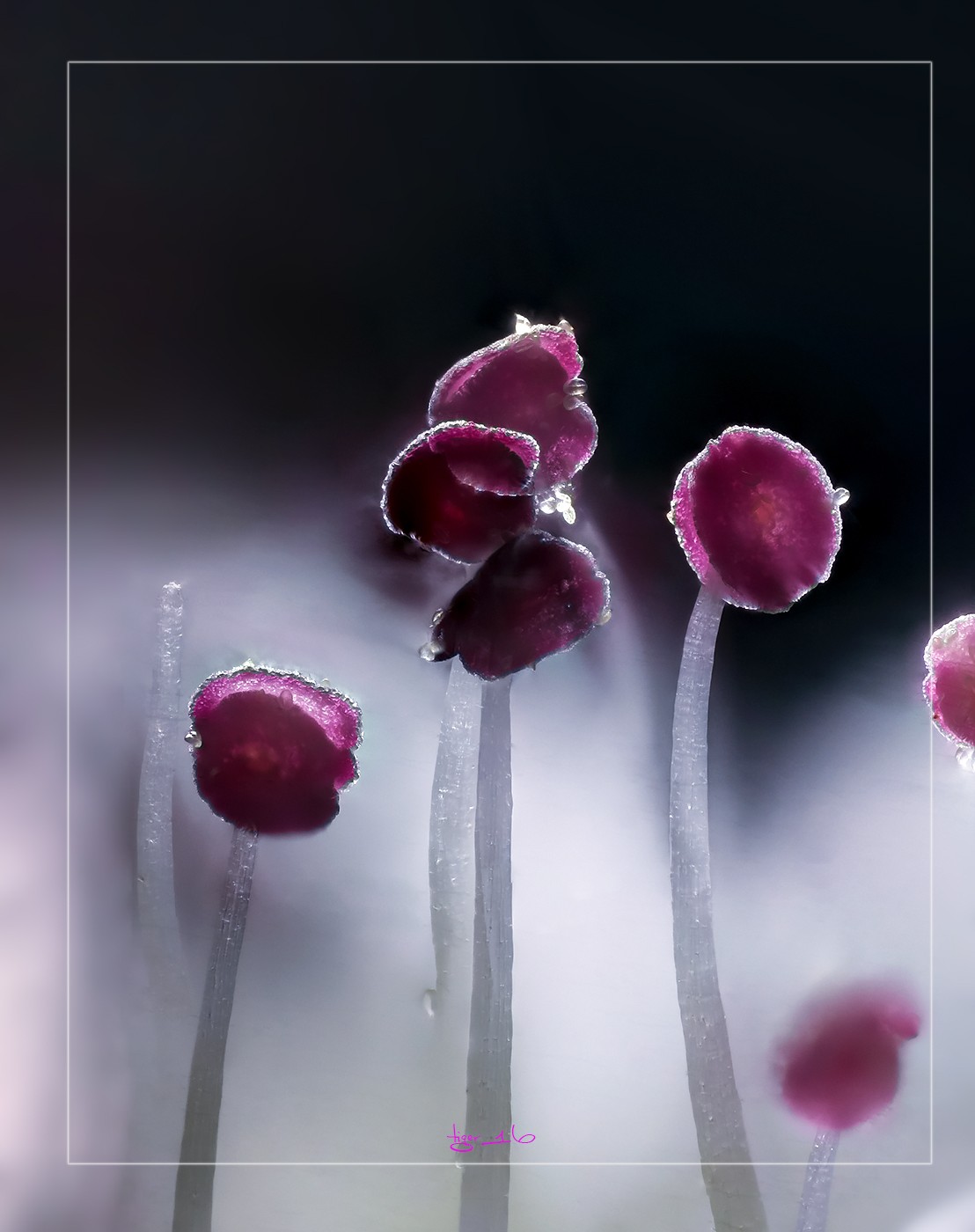 #版主坐堂# 2017年10月份微距星空(中国)优秀作品汇编