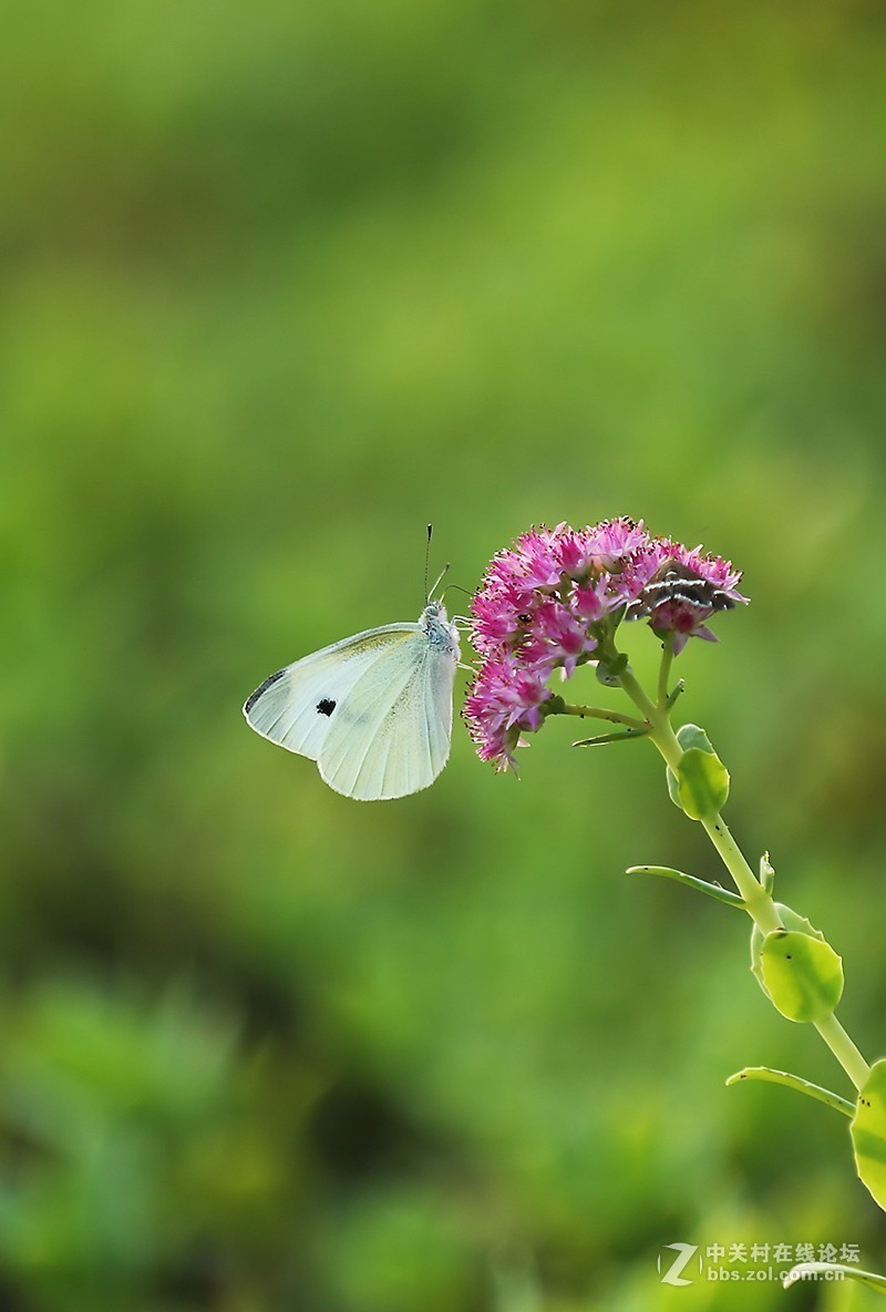 #版主坐堂# 2017年10月份微距星空(中国)优秀作品汇编