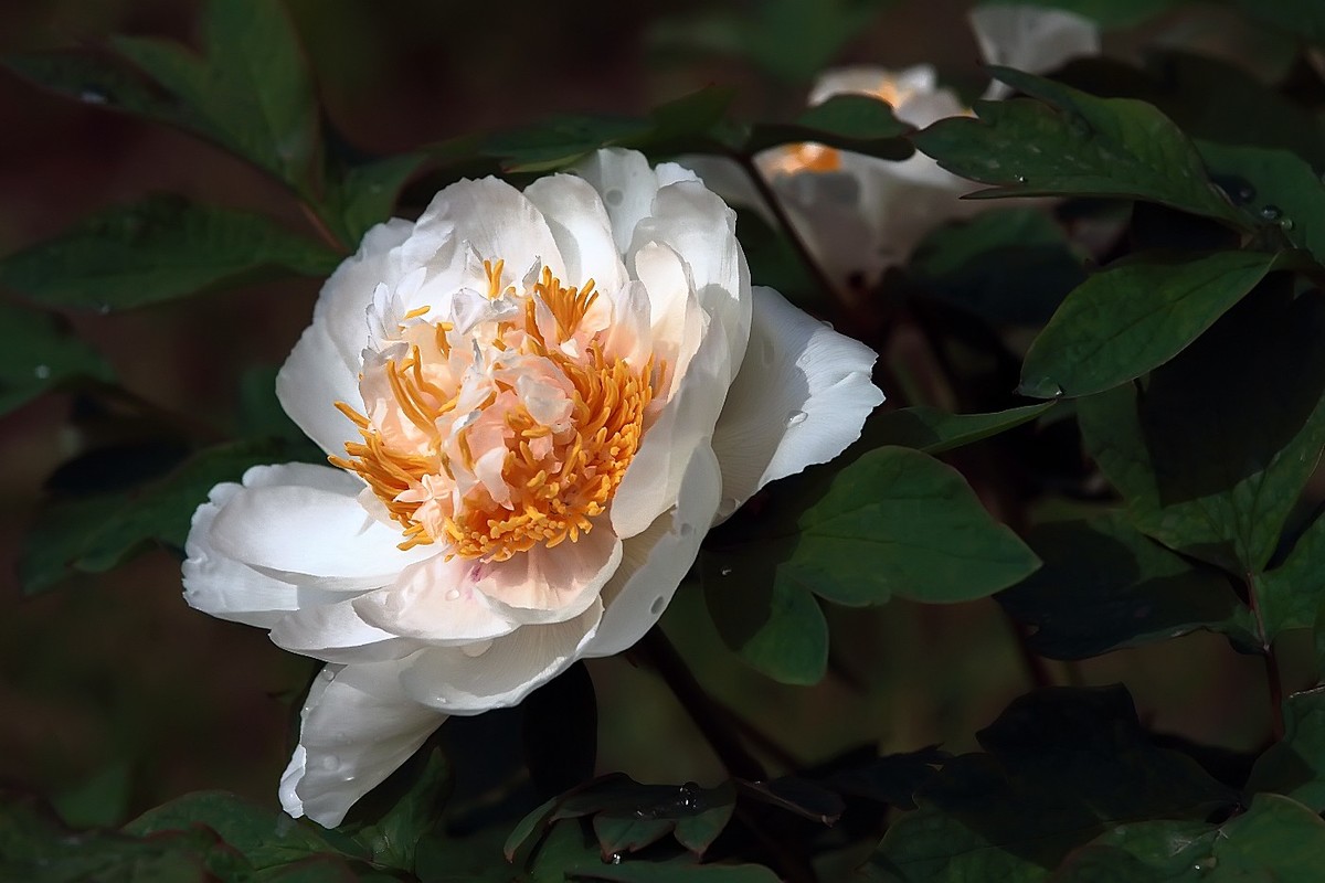 潞王陵牡丹20172