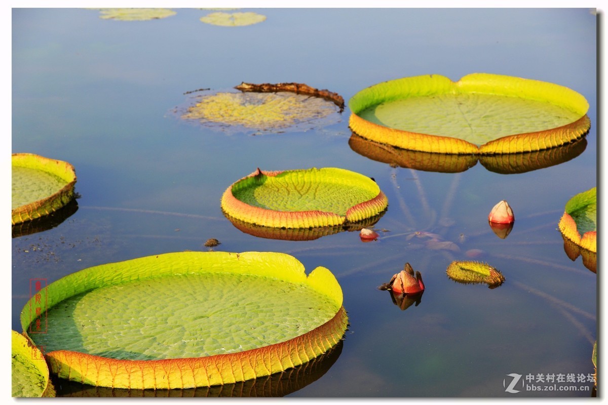 巨型睡莲
