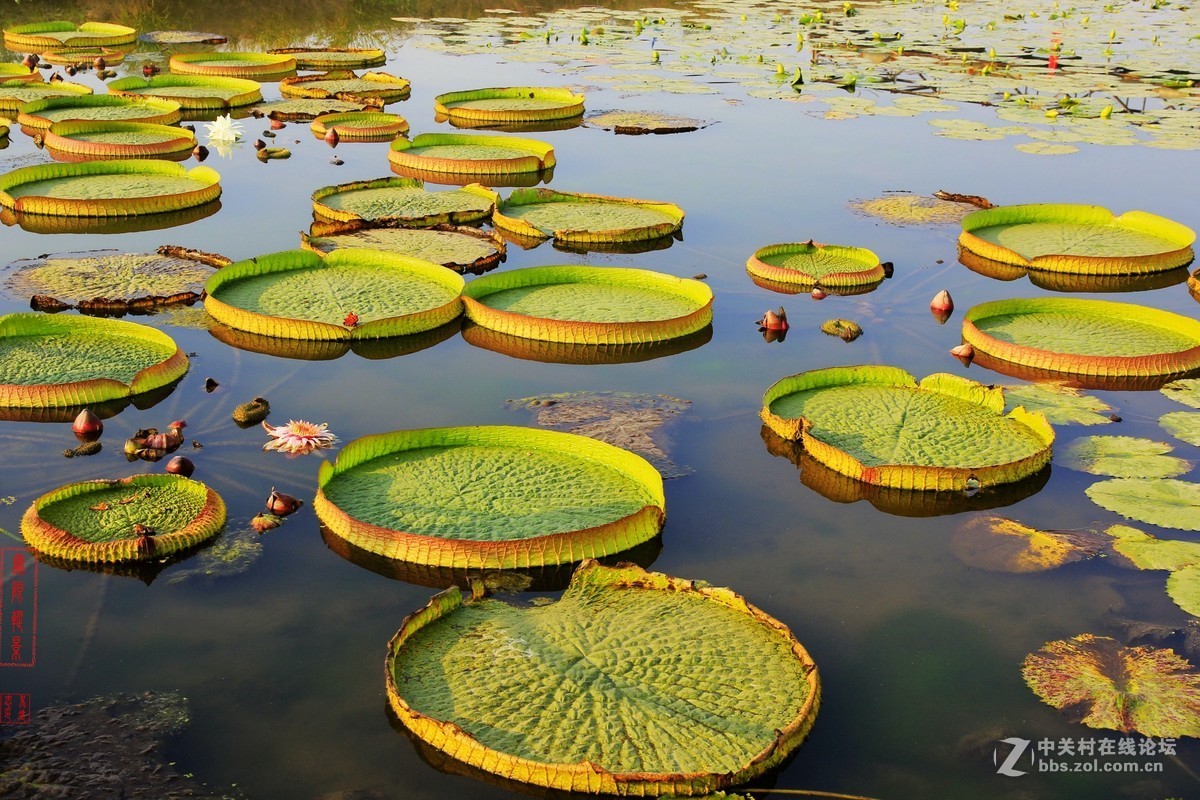 巨型睡莲