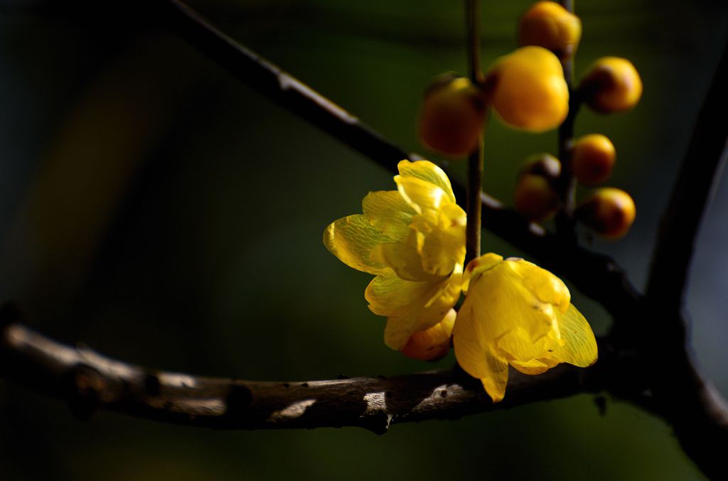 #版主坐堂# [尼康D7100星空(中国)] 2015年12月份部分精华作品总汇