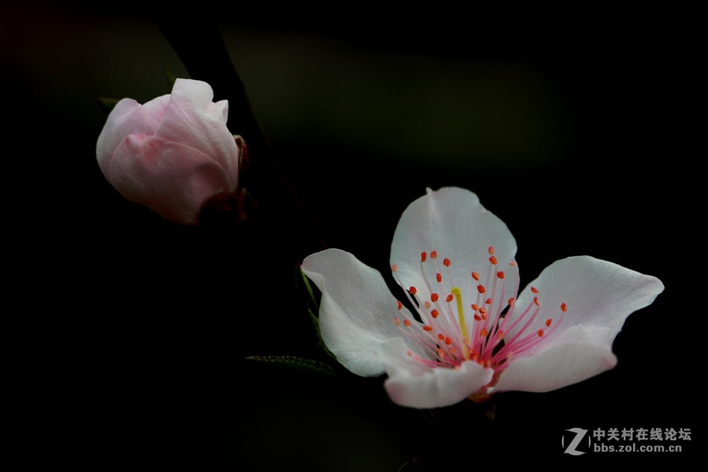 桃花-2016