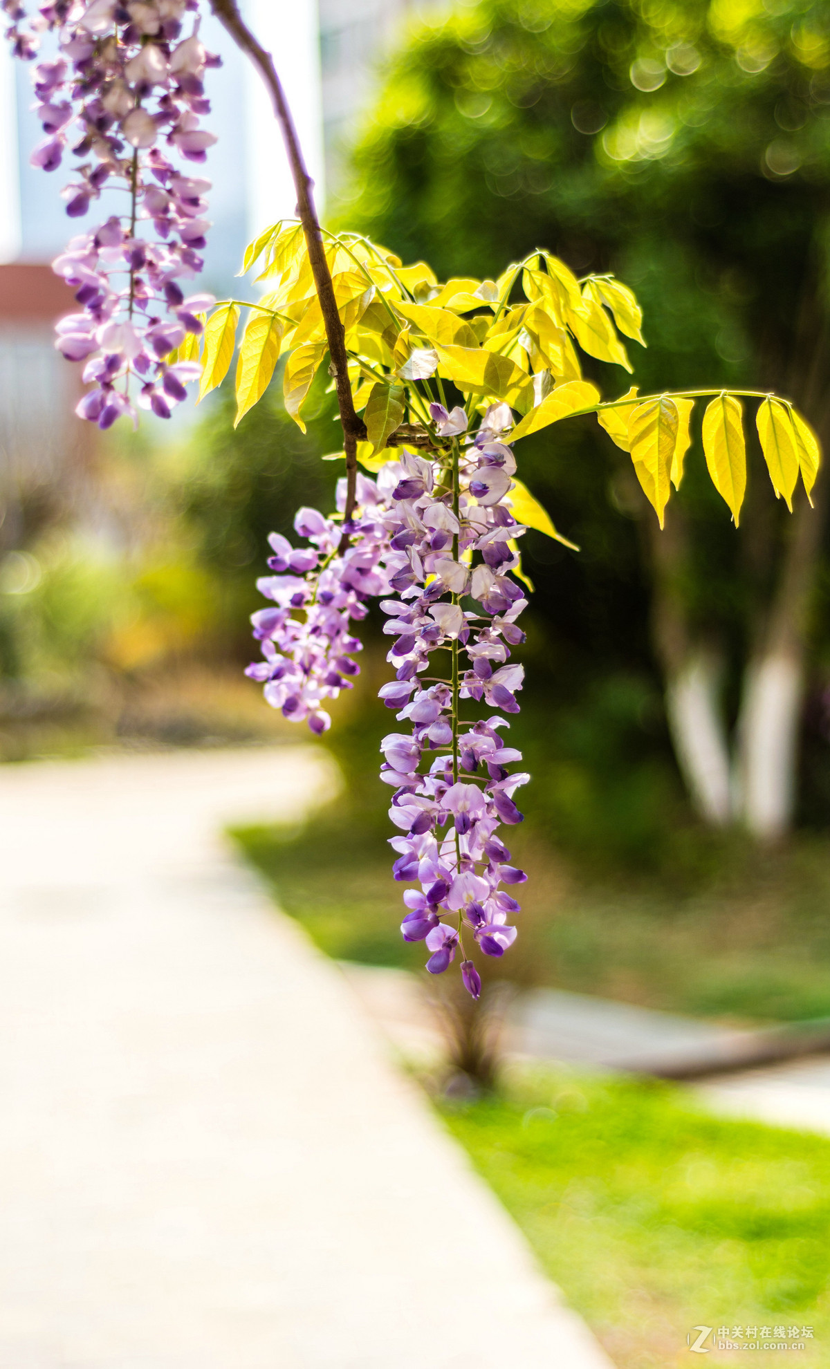 #ZOL月赛-四月物语#——枯藤又逢春