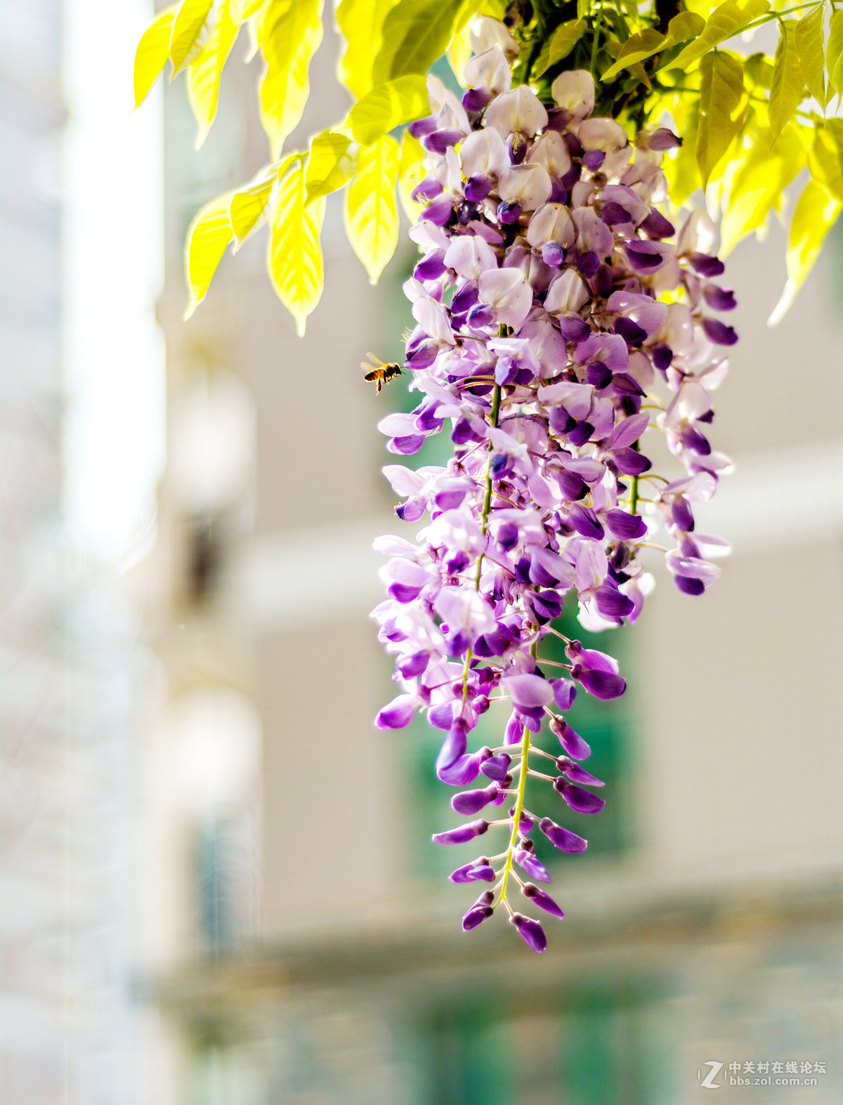 #ZOL月赛-四月物语#——枯藤又逢春