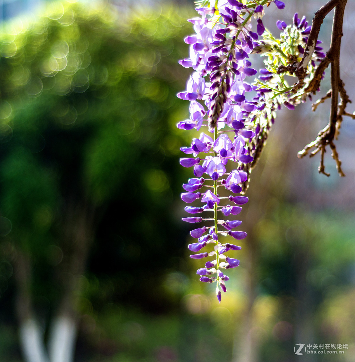 #ZOL月赛-四月物语#——枯藤又逢春