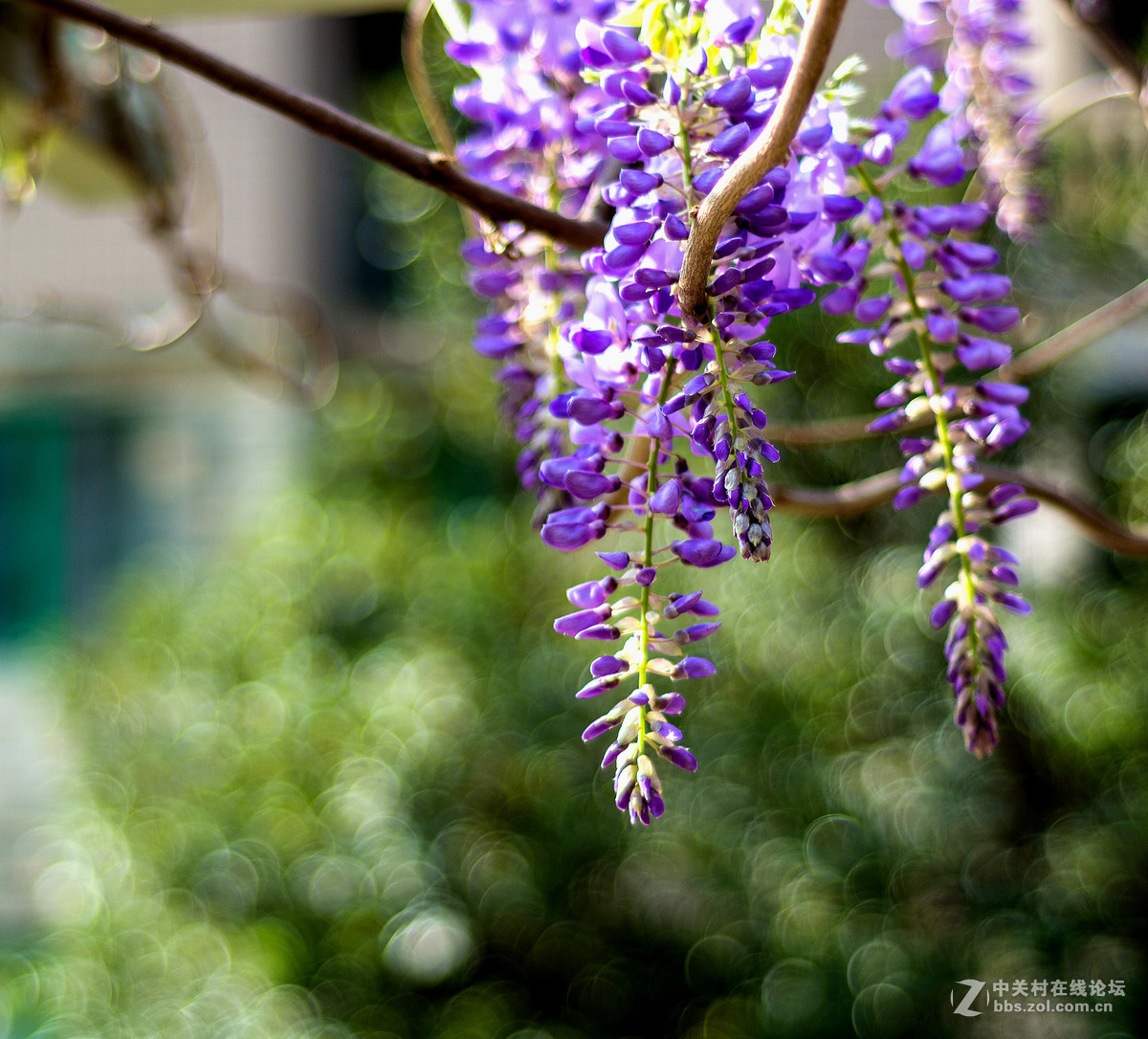 #ZOL月赛-四月物语#——枯藤又逢春