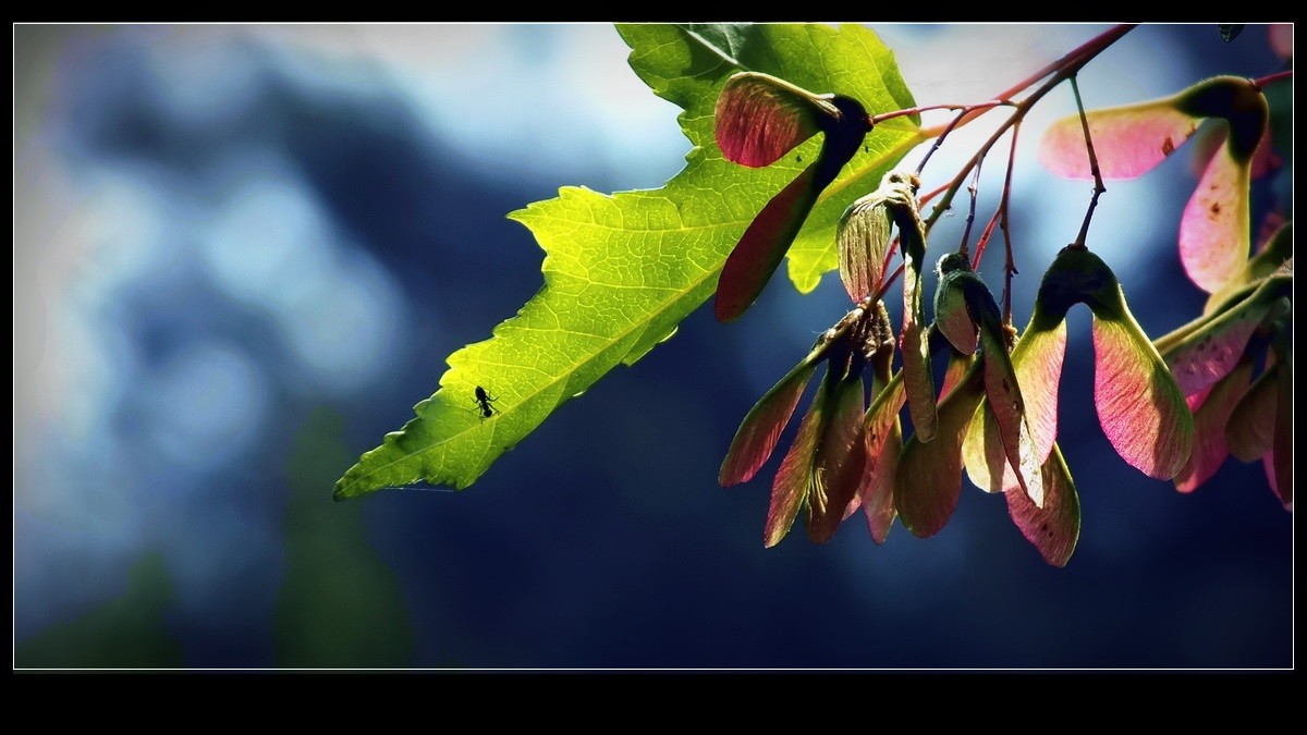 好久未来友坛，今携小帖，略有光影，来友坛交流，请指导。