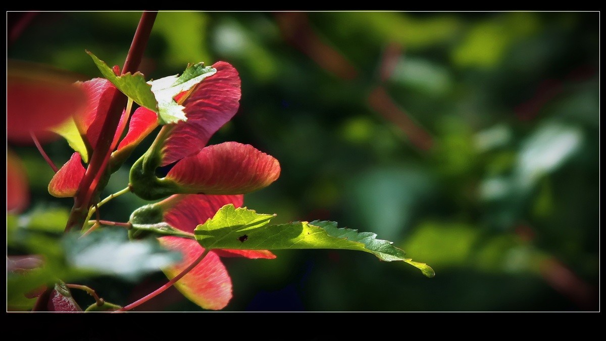 好久未来友坛，今携小帖，略有光影，来友坛交流，请指导。