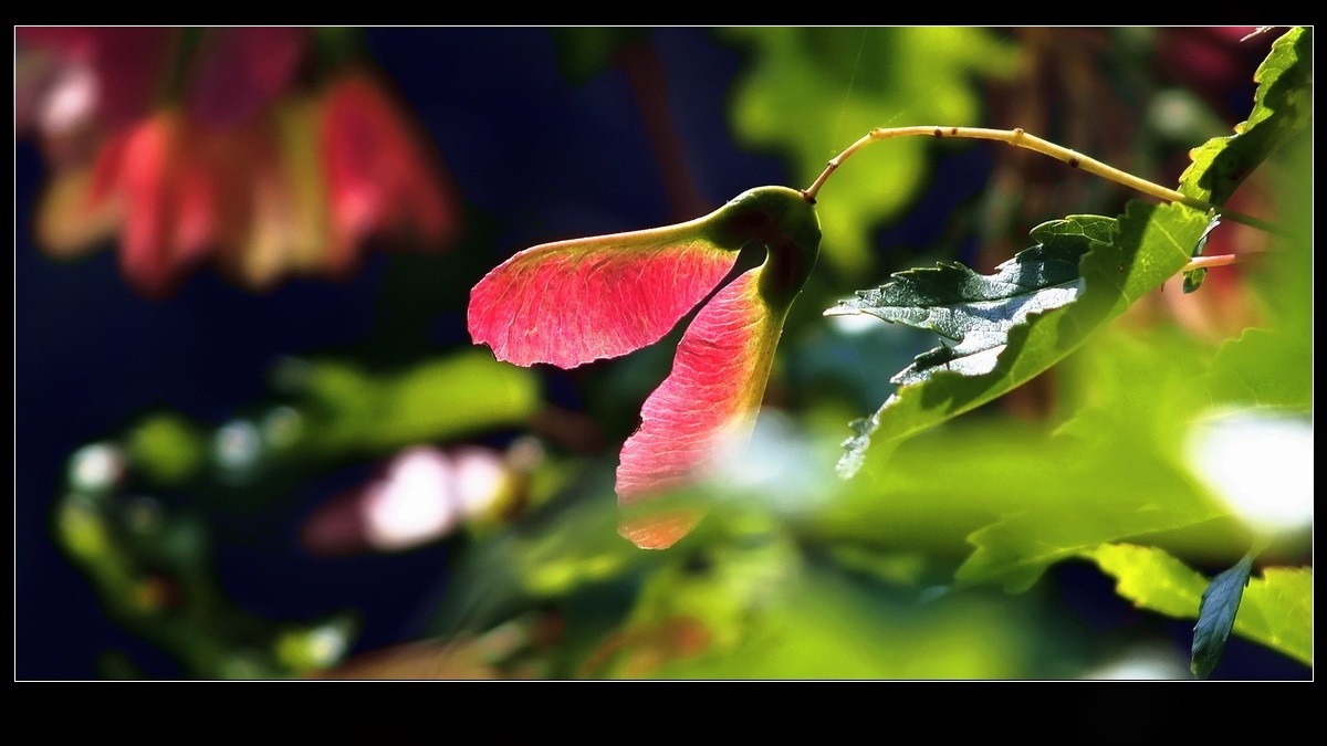 好久未来友坛，今携小帖，略有光影，来友坛交流，请指导。