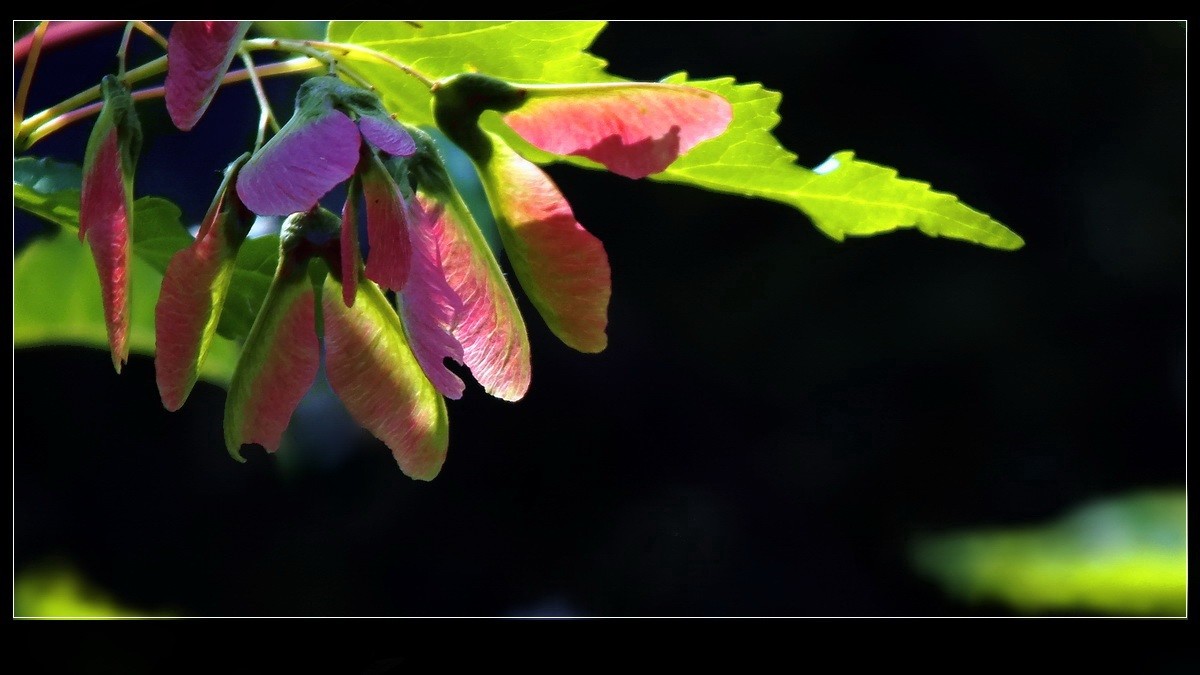 好久未来友坛，今携小帖，略有光影，来友坛交流，请指导。