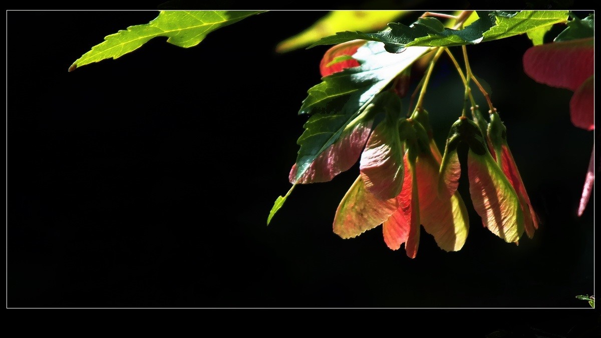 好久未来友坛，今携小帖，略有光影，来友坛交流，请指导。