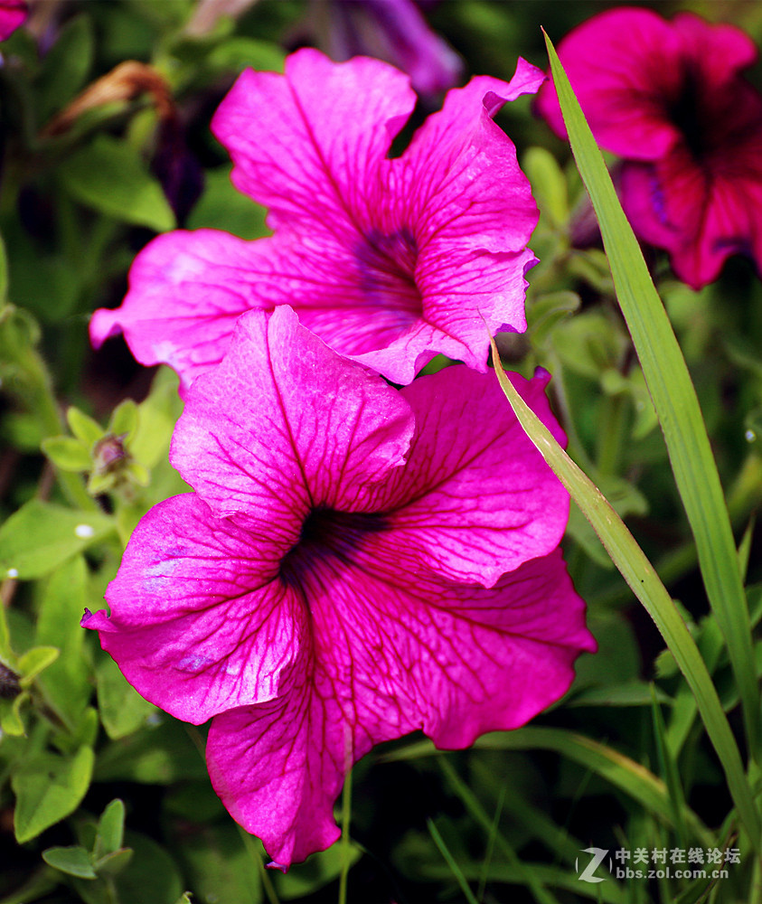 鄂伦春人【生态园花儿】随拍