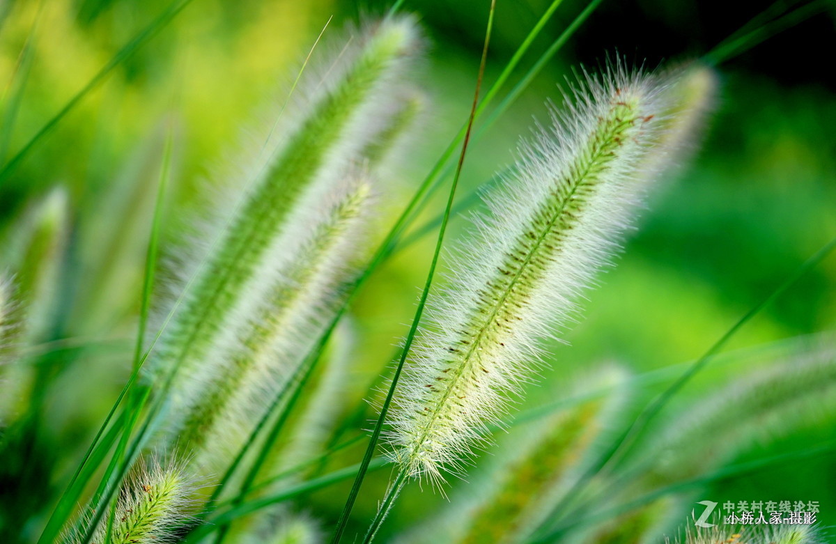 狗尾巴草