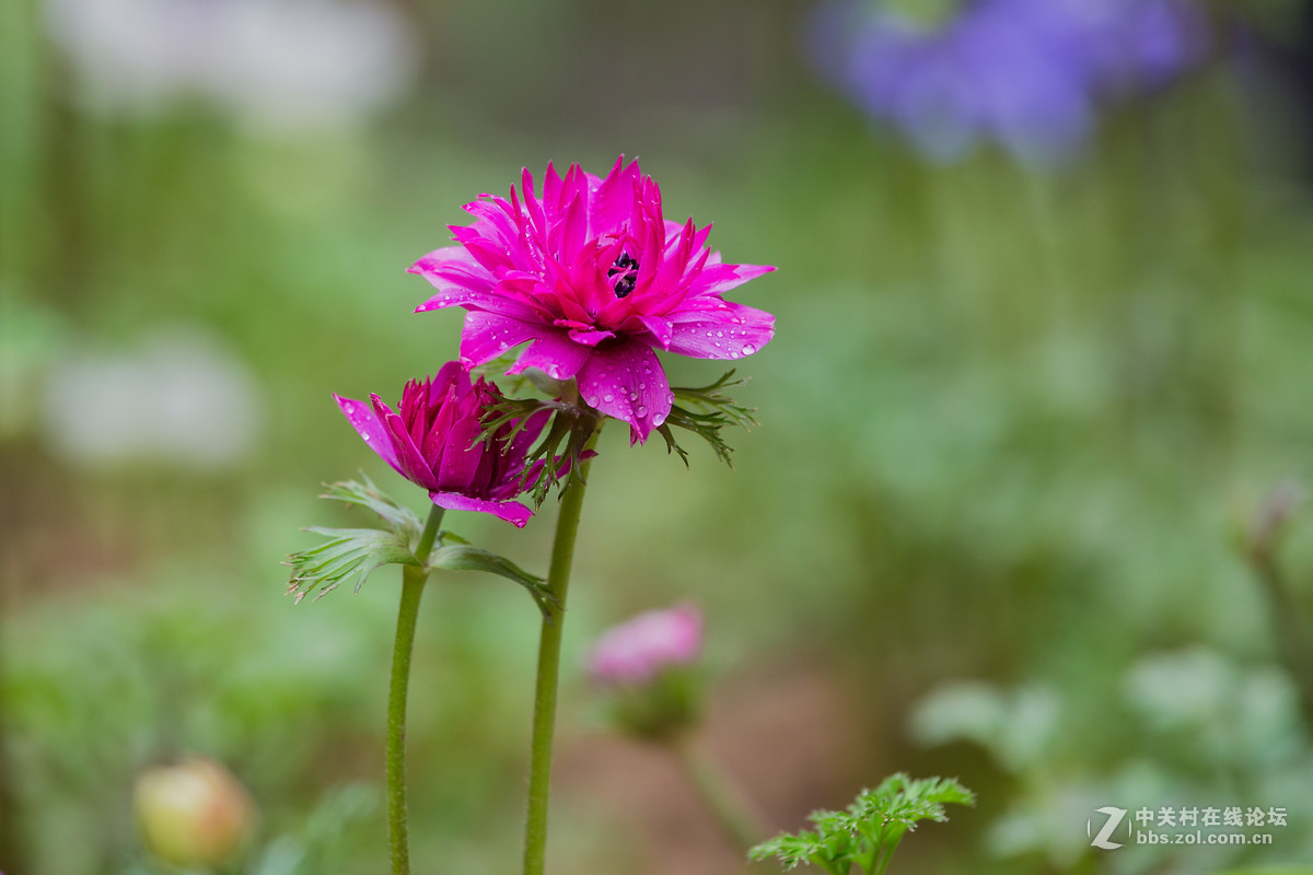 败酱叶菊芹图片