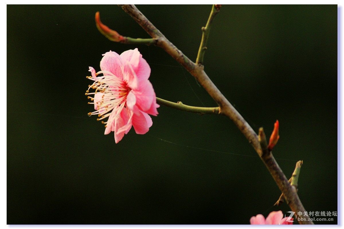 #ZOL月赛-三月风光无限好# 红梅朵朵开