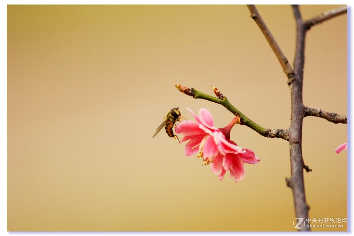 #ZOL月赛-三月风光无限好# 红梅朵朵开