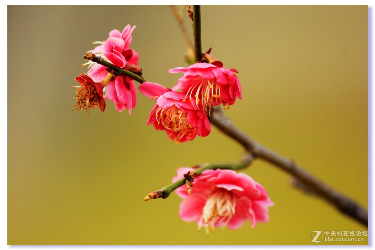 #ZOL月赛-三月风光无限好# 红梅朵朵开