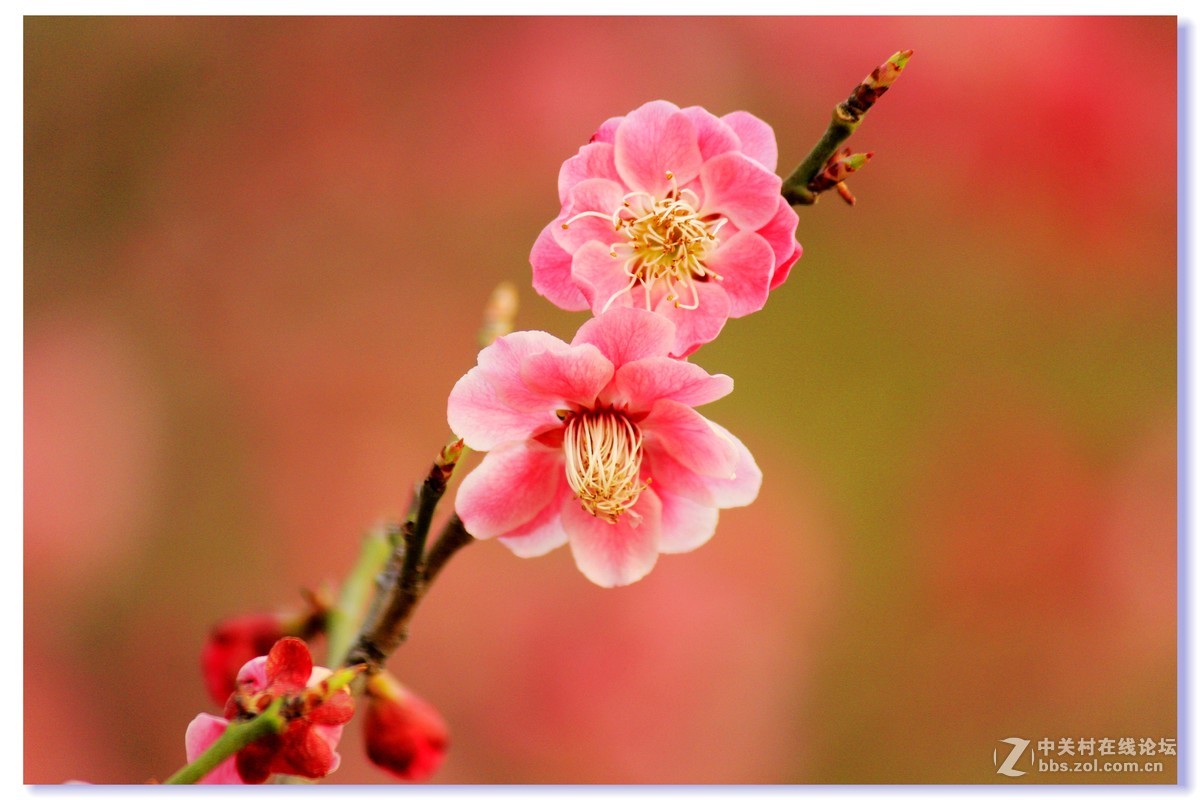 #ZOL月赛-三月风光无限好# 红梅朵朵开