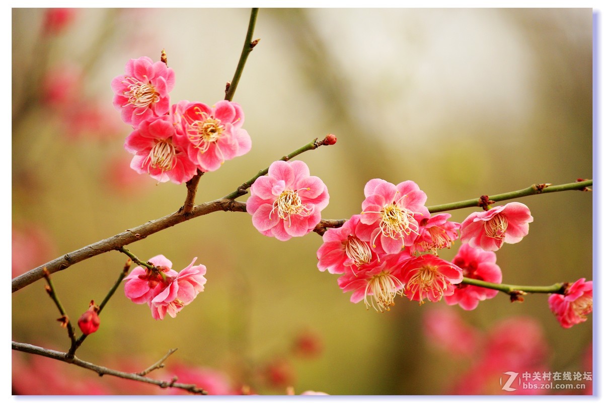 #ZOL月赛-三月风光无限好# 红梅朵朵开