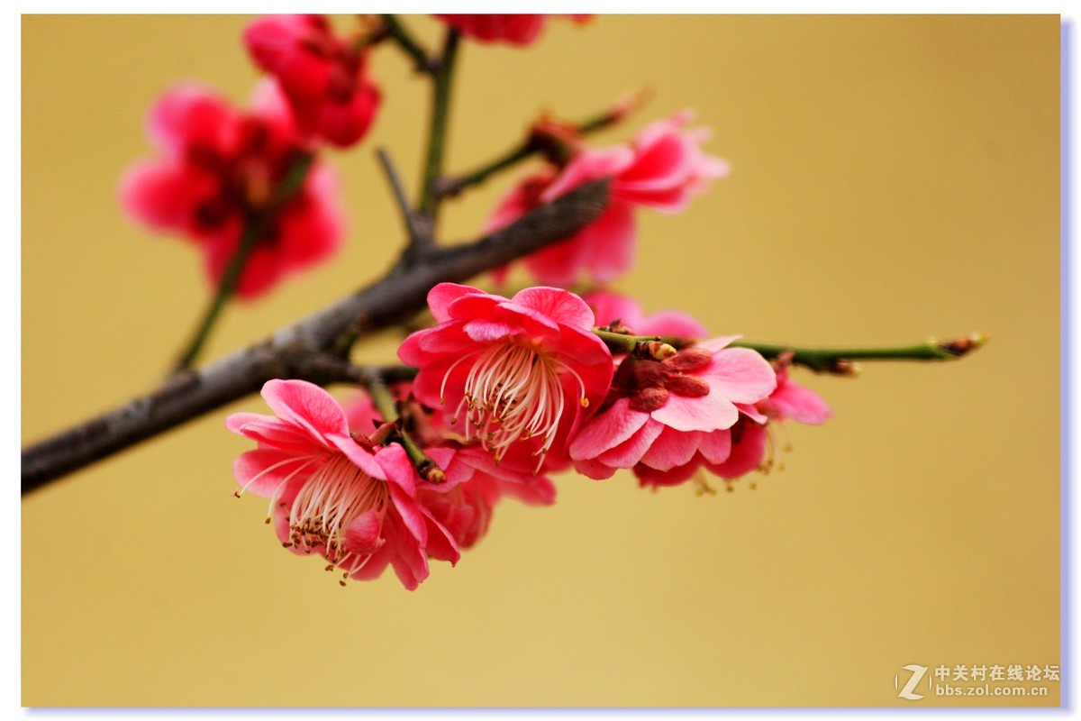 #ZOL月赛-三月风光无限好# 红梅朵朵开