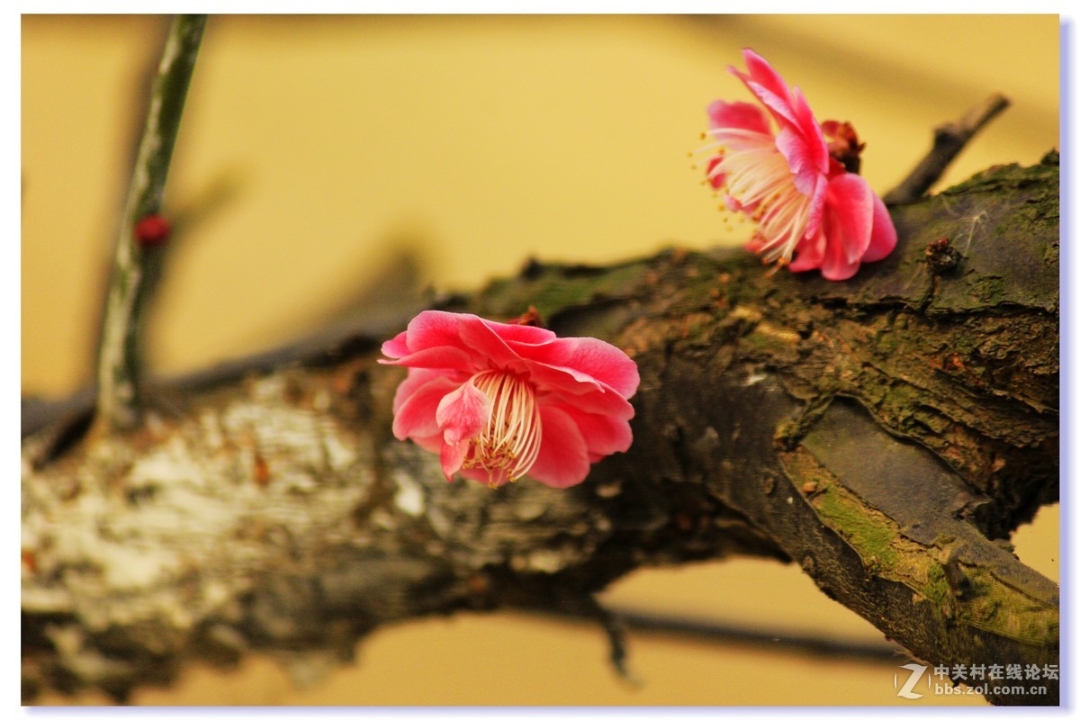 #ZOL月赛-三月风光无限好# 红梅朵朵开