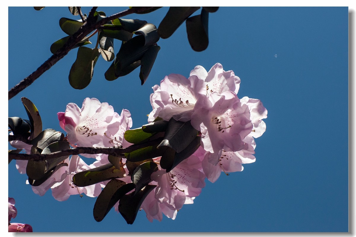 高山上的花一一神农桇杜鹃
