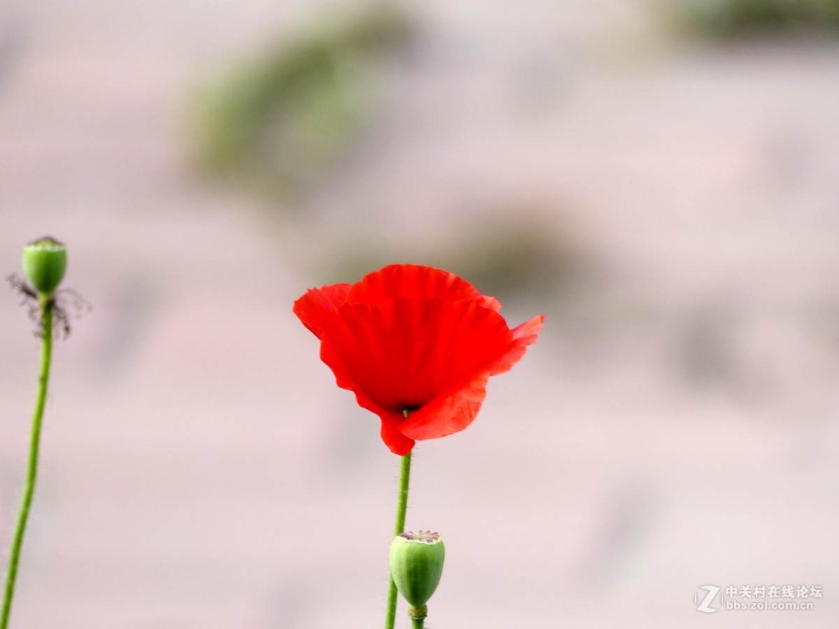 散步随拍39（虞美人小景5），请多多指教。